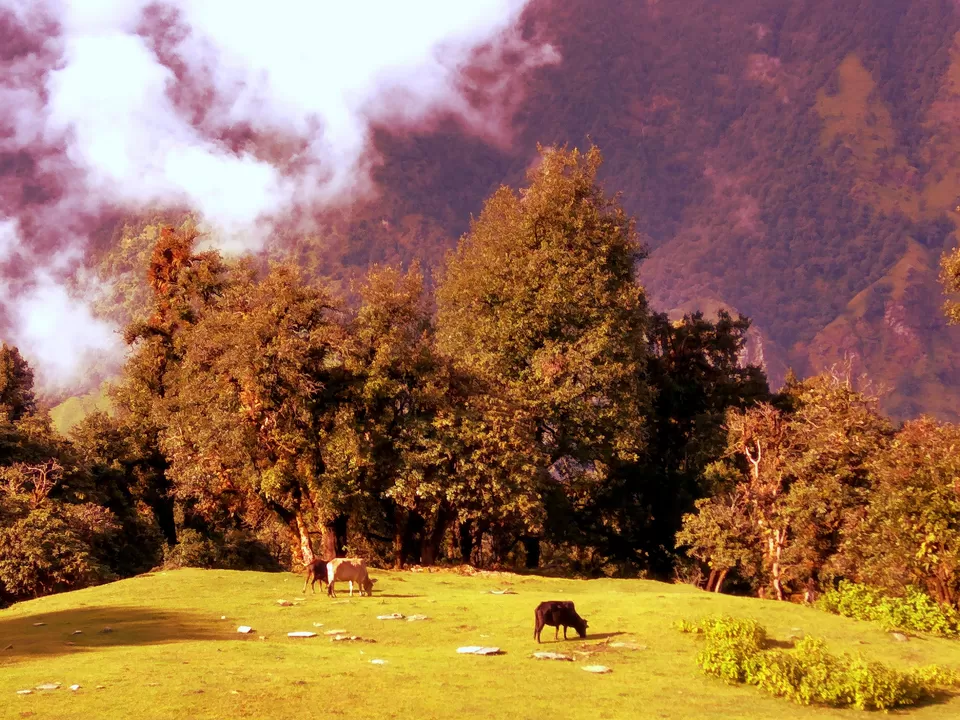 Photo of Chopta, Uttarakhand, India by Tanvi Asthana