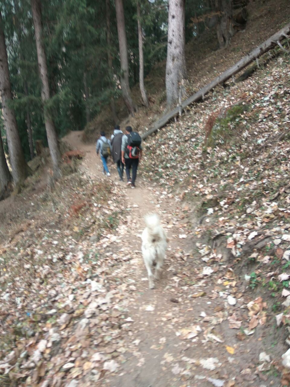 Photo of Manala, kasol, kheerganga & Manali : 5 nights in Rs.5000. by Harshit Doshi