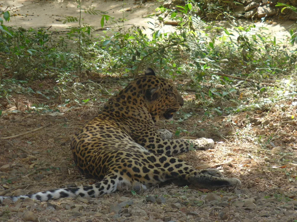 Photo of Sanjay Gandhi National Park, Mumbai, Maharashtra, India by Shashank