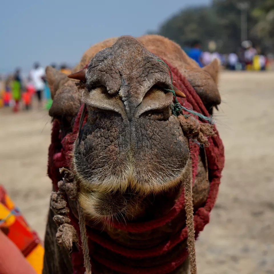 Photo of Ganpati Pule, Ganpati Pule, Maharashtra 415615, India by Paras Mohamed