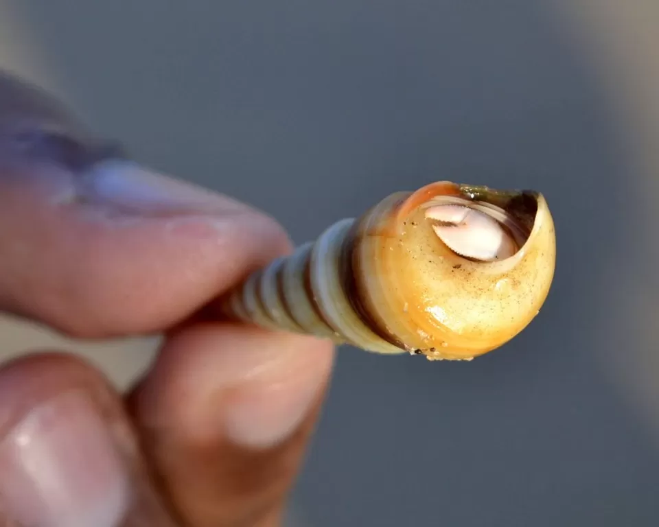 Photo of Malgund Beach, Malgund Beach by Paras Mohamed