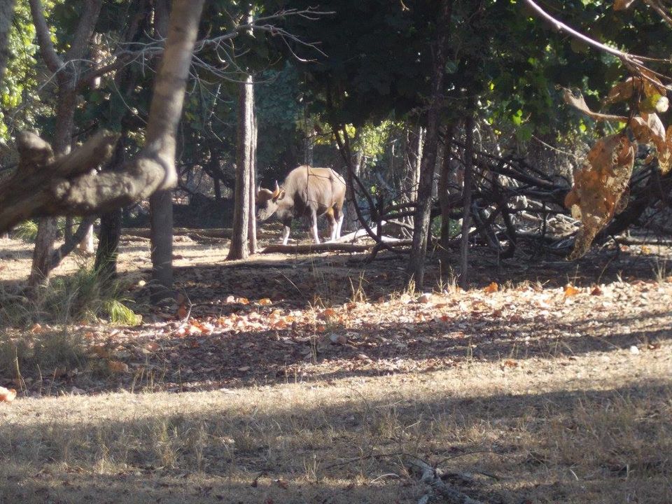 Photo of A trip to Pench-Patalkot with childhood friends 7/18 by Jayita Barua