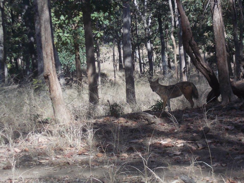 Photo of A trip to Pench-Patalkot with childhood friends 10/18 by Jayita Barua