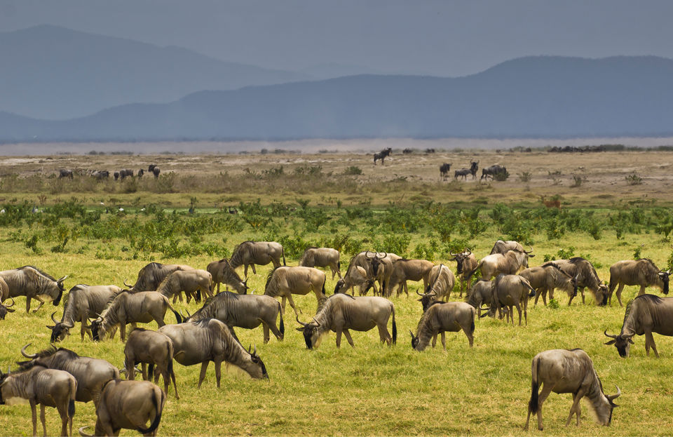 Photo of Africa - The Mecca of wildlife by Debasish G