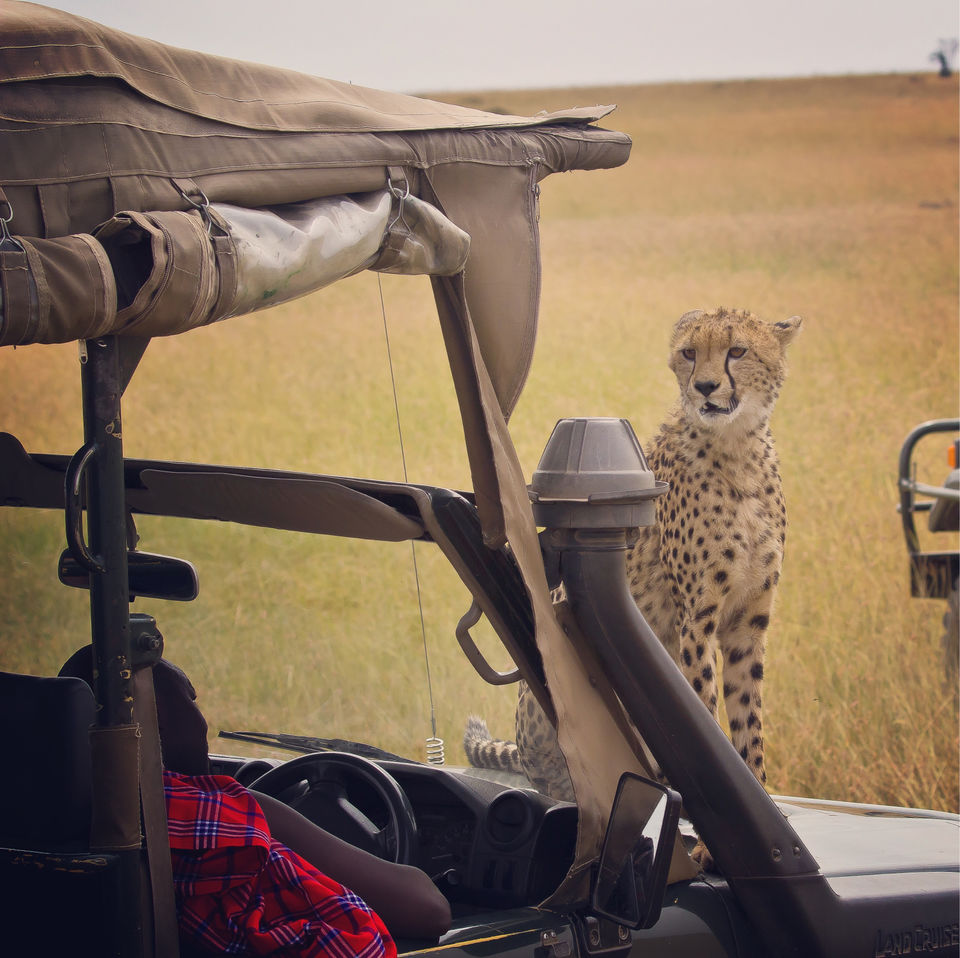 Photo of Africa - The Mecca of wildlife by Debasish G