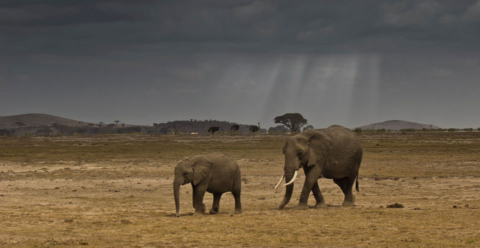 Photo of Africa - The Mecca of wildlife by Debasish G