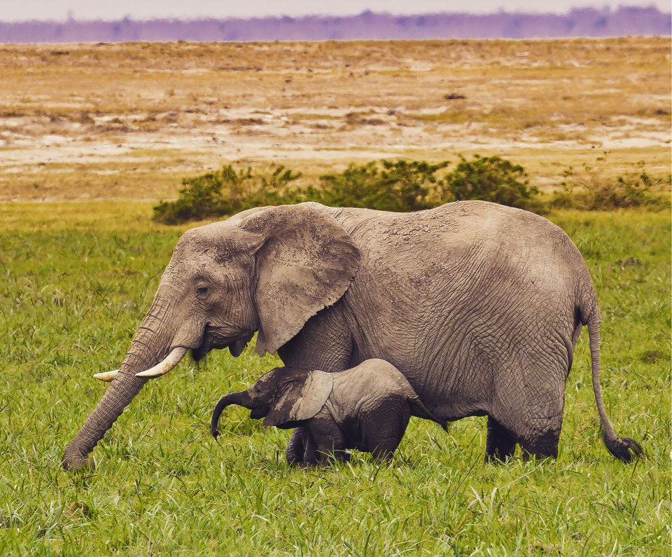 Photo of Africa - The Mecca of wildlife by Debasish G