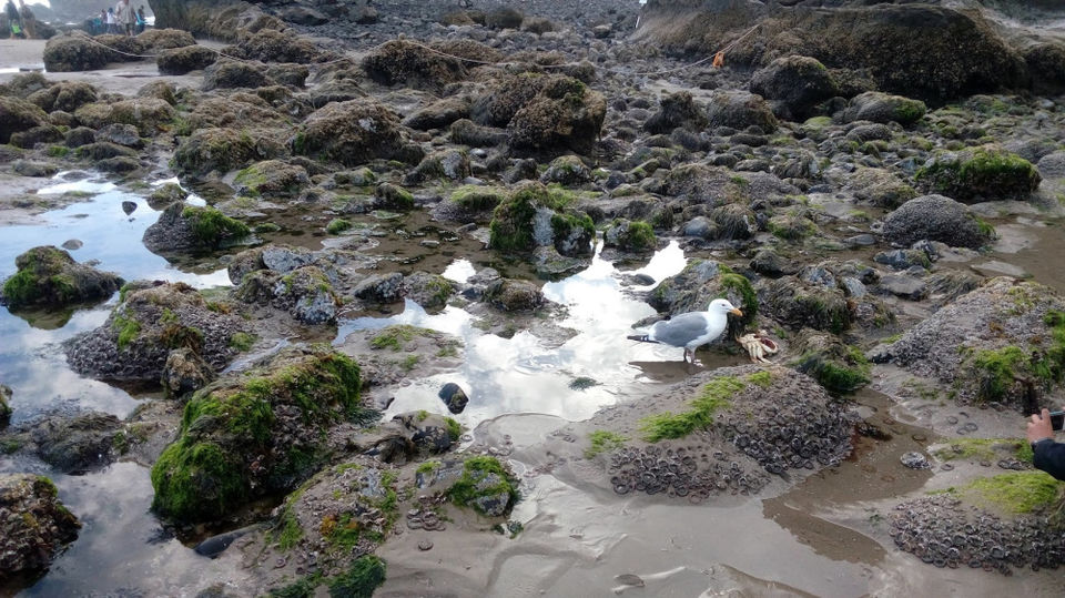 Photo of Oregon - Seaside and Cannon Beach - Photo Blog by Sukanya Samy