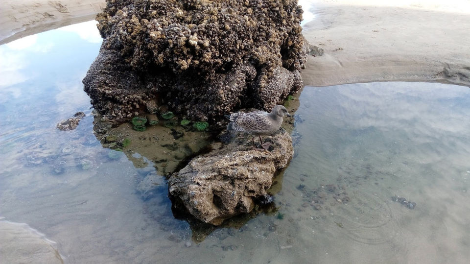 Photo of Oregon - Seaside and Cannon Beach - Photo Blog 1/1 by Sukanya Samy