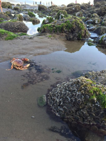 Photo of Oregon - Seaside and Cannon Beach - Photo Blog by Sukanya Samy