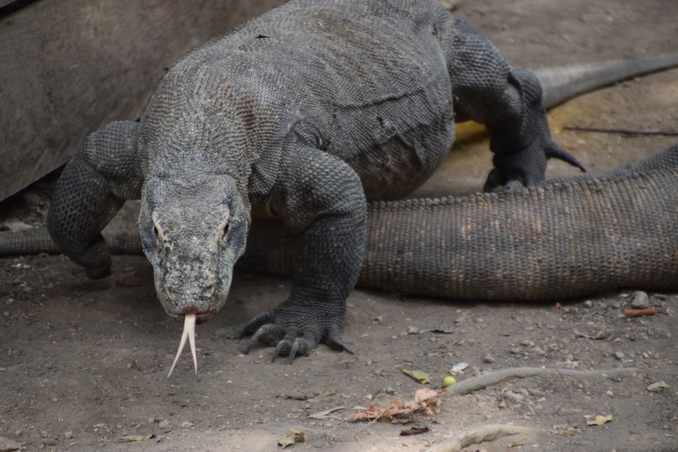 Photo of Komodo Island, Komodo, 西マンガライ県 ヌサトゥンガラティムール インドネシア by Teena