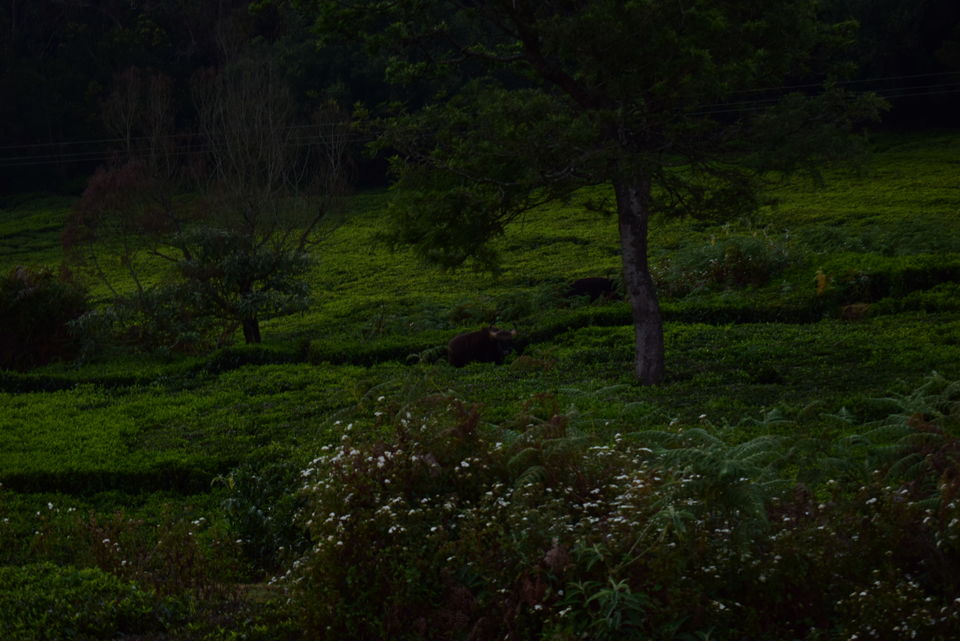 Photo of Our Coonoor Trip, A Worthy Short Break... by Pramit Basu