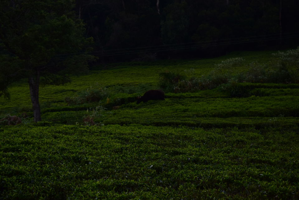 Photo of Our Coonoor Trip, A Worthy Short Break... by Pramit Basu