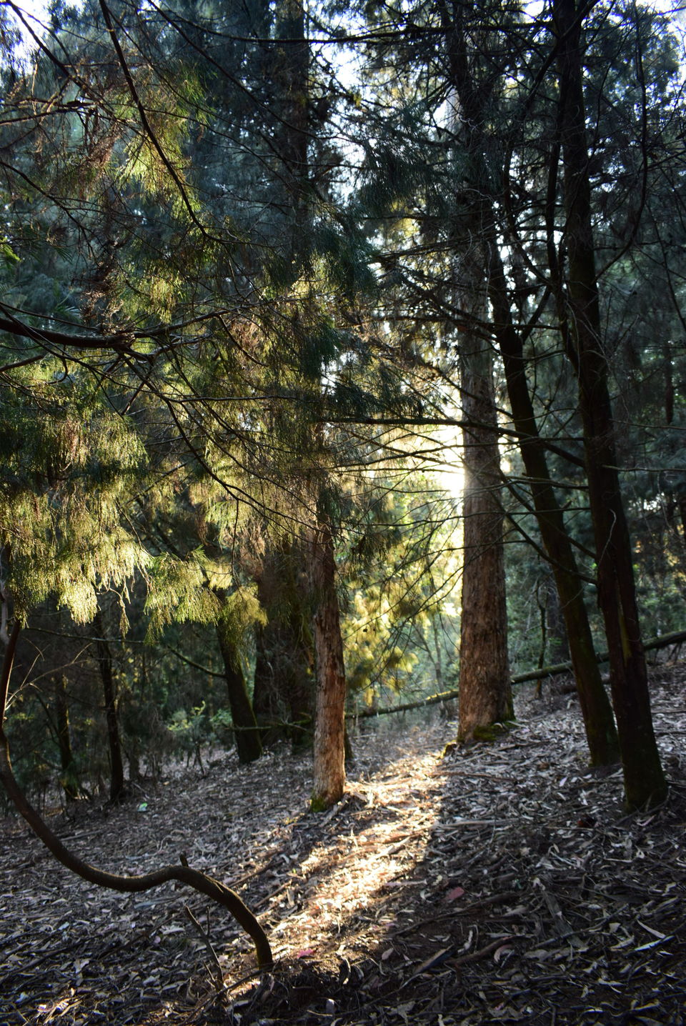 Photo of Our Coonoor Trip, A Worthy Short Break... by Pramit Basu