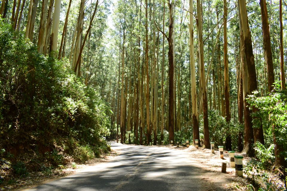 Photo of Our Coonoor Trip, A Worthy Short Break... by Pramit Basu
