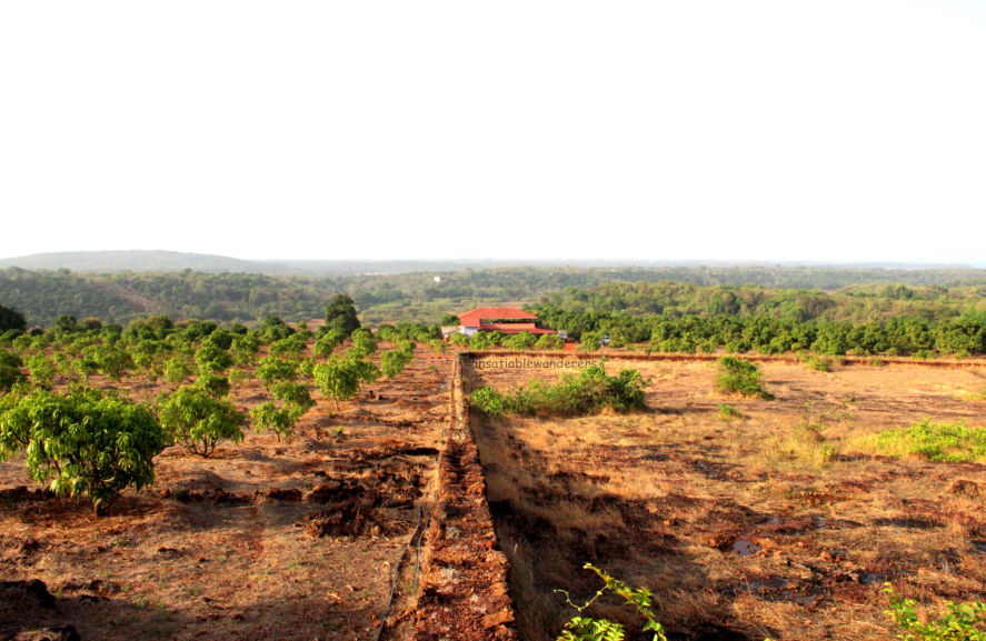 Photo of Mango Festival – a summer weekend feast! 3/6 by Jyoti Desar