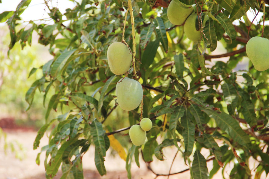 Photo of Mango Festival – a summer weekend feast! 5/6 by Jyoti Desar