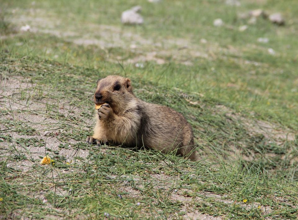 Photo of Do-it-yourself: 10-day trip to Ladakh on a shoestring budget! 25/25 by Jyoti Desar
