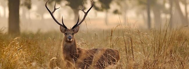 Photo of Kanha National Park, Mandla, Madhya Pradesh, India by Le Voyageur