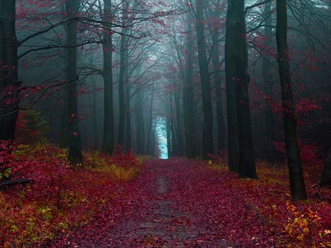 Photo of Black Forest, Todtnau, Germany by Himani Khatreja