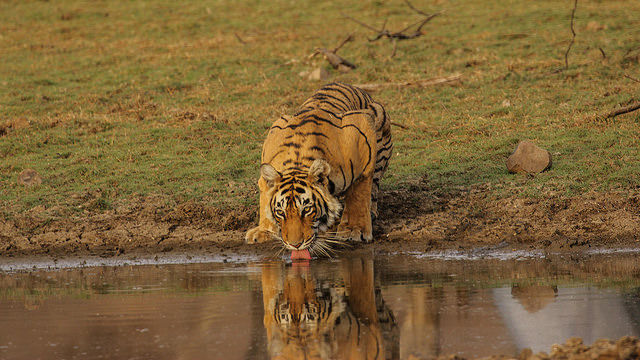 Photo of 17 Unexpectedly Awesome Things To Do In Rajasthan 13/14 by Himani Khatreja