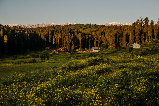 Photo of These 8 Places to Visit In Kashmir Will Make You Cancel Your Ladakh Trip Right Now by Himani Khatreja