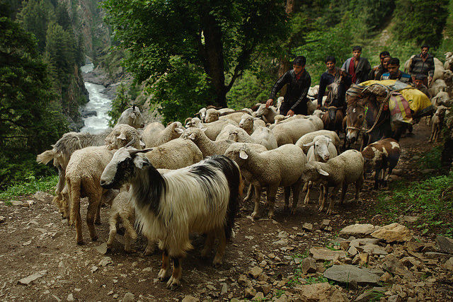 Photo of These 8 Places to Visit In Kashmir Will Make You Cancel Your Ladakh Trip Right Now by Himani Khatreja