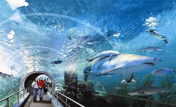 Photo of Sea Life Bangkok Ocean World Bangkok Thailand by Gunjan Upreti