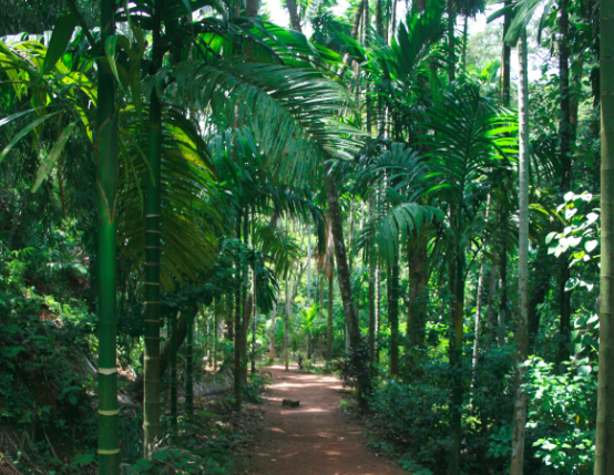 Photo of Tropical Spice Plantation, Ponda, Goa, India by Himani Khatreja