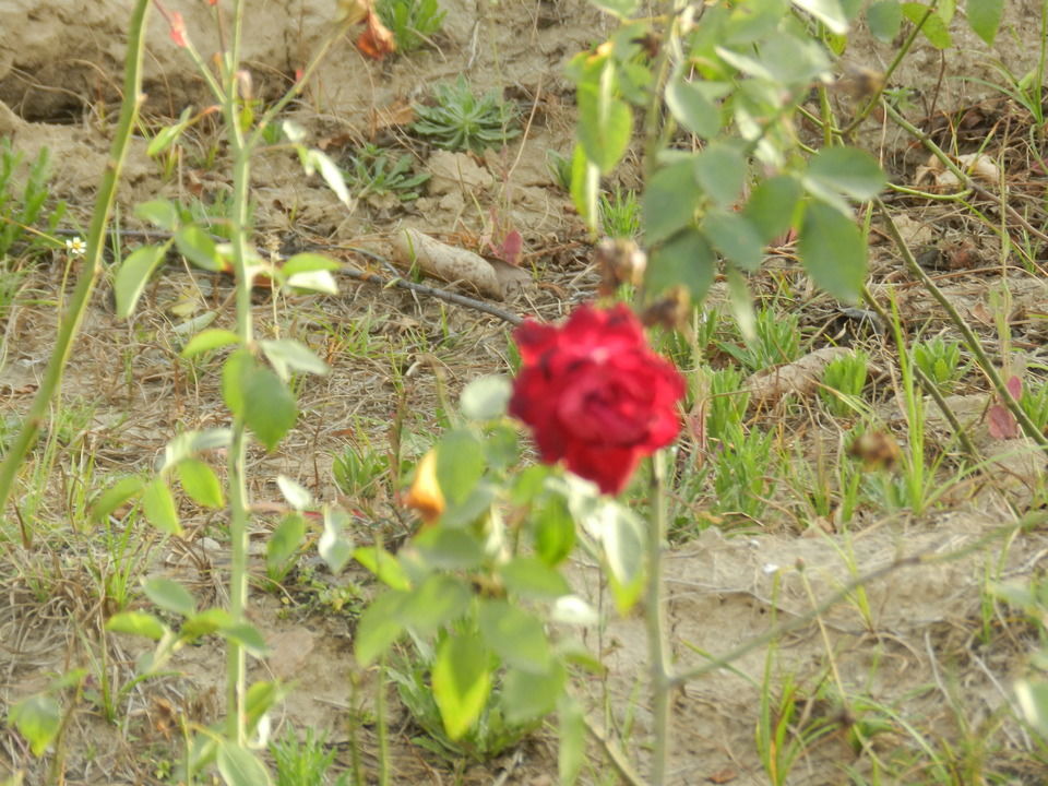 Photo of Astroport Space, Tehla, Rajasthan, India by Aakanksha Magan