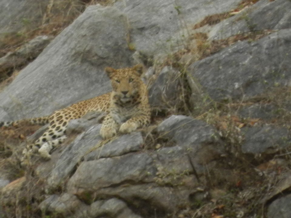 Photo of Sariska Tiger Reserve, Alwar, Ganeshpura With Rundh Kali Ghati, Rajasthan, India by Aakanksha Magan