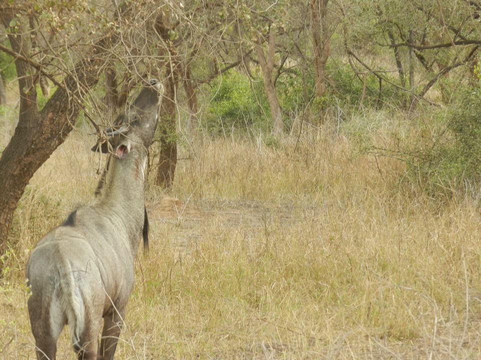 Photo of Sariska Tiger Reserve, Alwar, Ganeshpura With Rundh Kali Ghati, Rajasthan, India by Aakanksha Magan