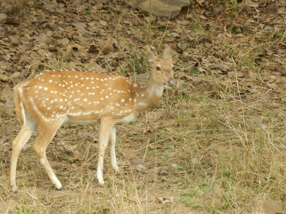 Photo of Sariska Tiger Reserve, Alwar, Ganeshpura With Rundh Kali Ghati, Rajasthan, India by Aakanksha Magan
