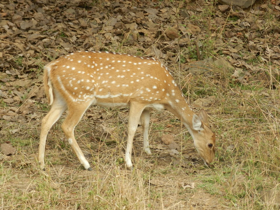 Photo of Sariska Tiger Reserve, Alwar, Ganeshpura With Rundh Kali Ghati, Rajasthan, India by Aakanksha Magan