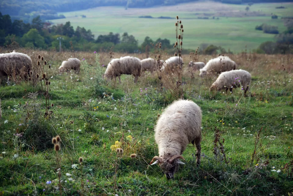 Photo of Transylvania, Țegheș, Ilfov County, Romania by Himani Khatreja