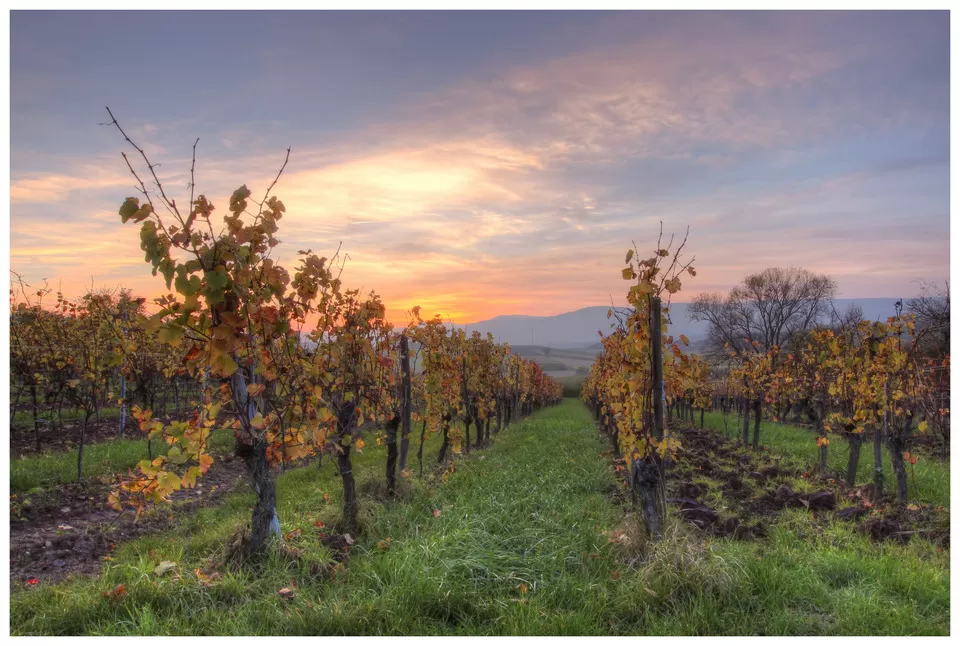 Photo of Alsace, France by Himani Khatreja