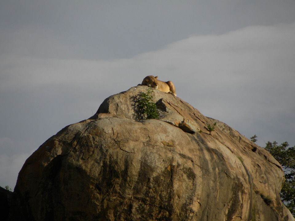 Photo of Serengeti, Mara Region, Tanzania by Caitlin Graaf