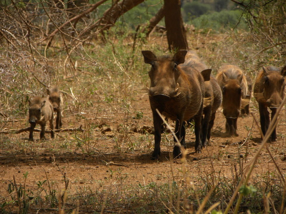 Photo of Seeing 2 Million Animals Run Across Tanzania's Landscape Is The Greatest Show On Earth by Caitlin Graaf