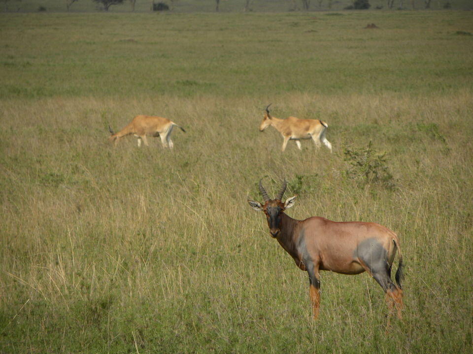 Photo of Seeing 2 Million Animals Run Across Tanzania's Landscape Is The Greatest Show On Earth by Caitlin Graaf