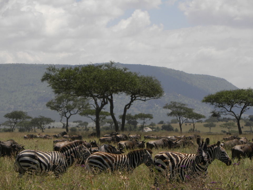 Photo of Seeing 2 Million Animals Run Across Tanzania's Landscape Is The Greatest Show On Earth by Caitlin Graaf