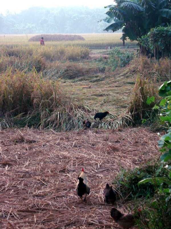 Photo of Chittagong, Chittagong Division, Bangladesh by Yamuna Matheswaran