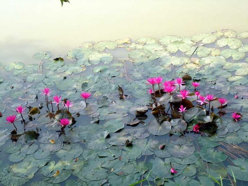 Photo of Chittagong, Chittagong Division, Bangladesh by Yamuna Matheswaran