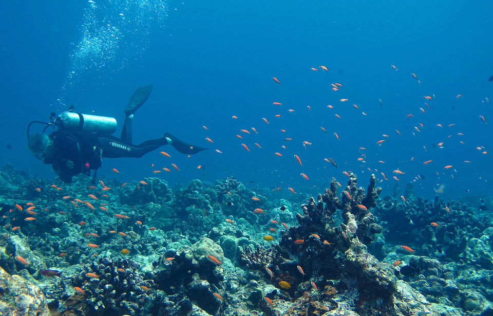 Photo of Havelock Island, South Andaman, Andaman and Nicobar Islands, India by Himani Khatreja