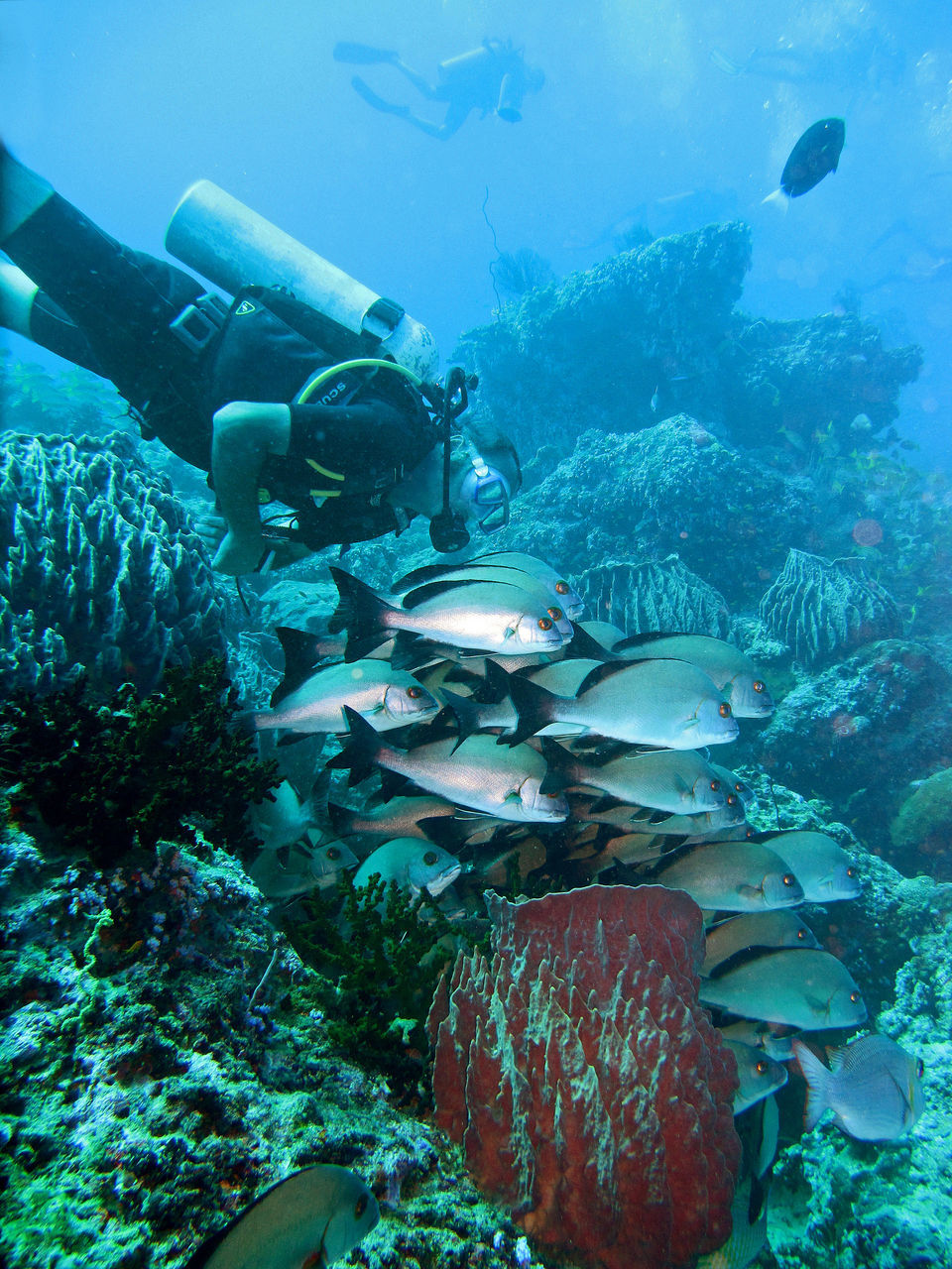 Photo of A Beginner's Guide To Scuba Diving In The Andaman Islands by Himani Khatreja