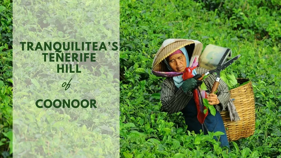 Photo of The Club House by Tranquilitea, Coonoor, Tamil Nadu, India by Sonalika Debnath