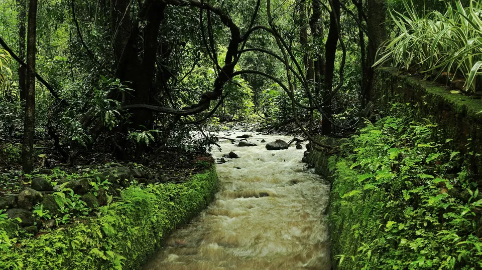 Photo of Bondla Wildlife Sanctuary, Usgao-Ganjem VP, Goa, India by Himani Khatreja