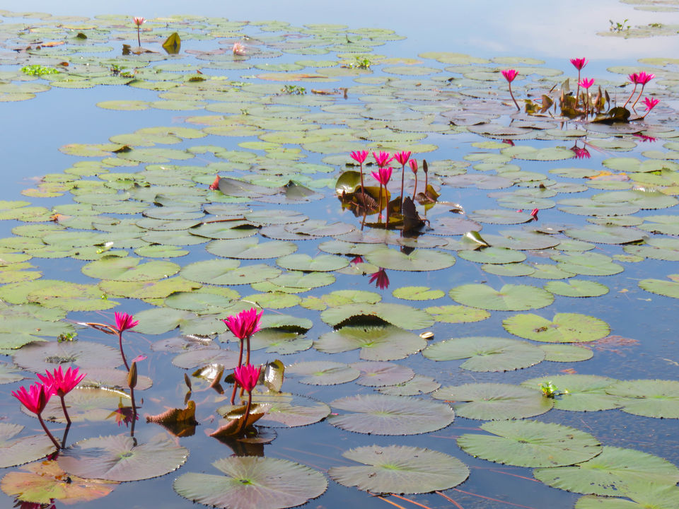 Photo of Floating on the serene backwaters of Kerala! by Deepa Subramanian