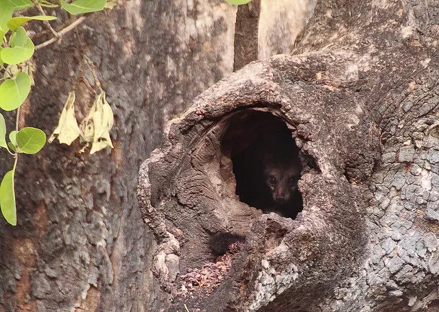 Photo of Panna National Park, Madhya Pradesh, India by Pallavi 