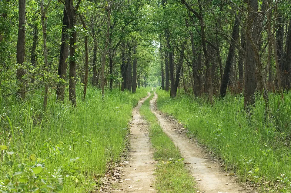 Photo of Here's Why Chitwan National Park Is The Best To See Wildlife In Asia by Himani Khatreja