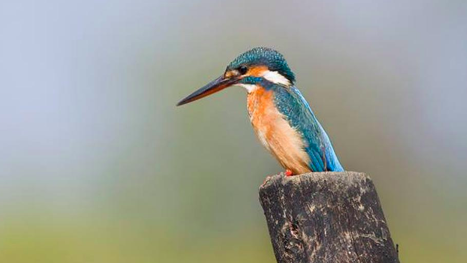Photo of Here's Why Chitwan National Park Is The Best To See Wildlife In Asia by Himani Khatreja